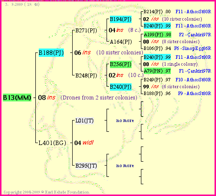 Pedigree of B13(MM) :
four generations presented