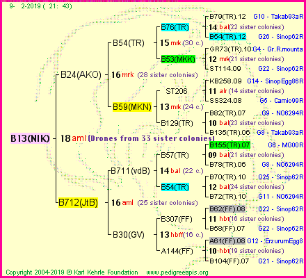 Pedigree of B13(NIK) :
four generations presented
it's temporarily unavailable, sorry!