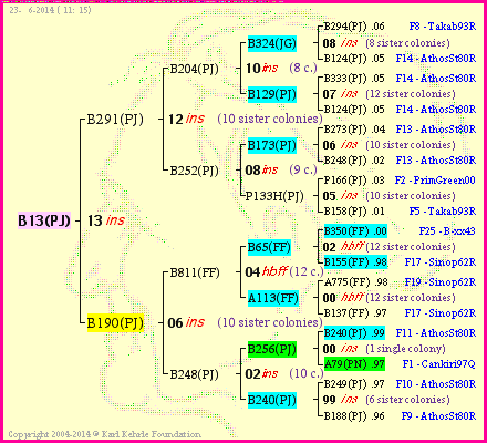 Pedigree of B13(PJ) :
four generations presented