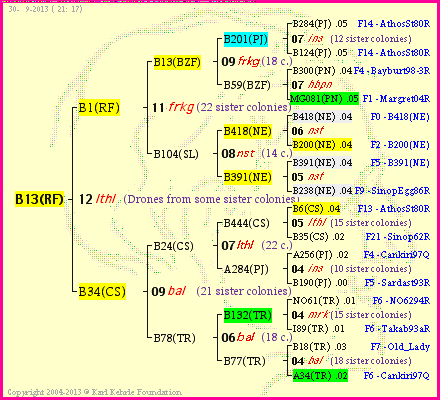 Pedigree of B13(RF) :
four generations presented