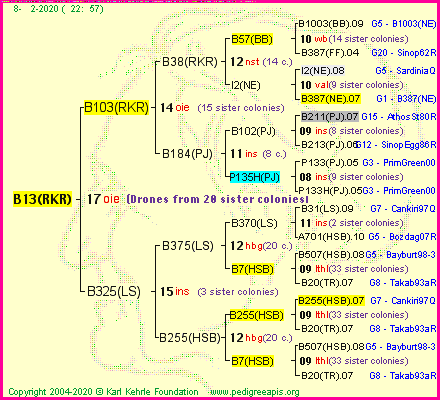 Pedigree of B13(RKR) :
four generations presented<br />it's temporarily unavailable, sorry!