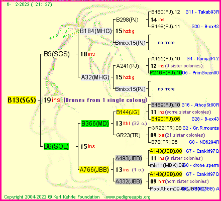 Pedigree of B13(SGS) :
four generations presented
it's temporarily unavailable, sorry!