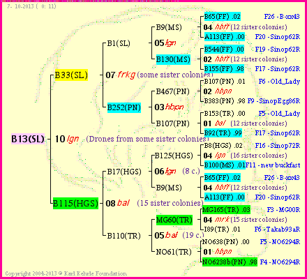 Pedigree of B13(SL) :
four generations presented