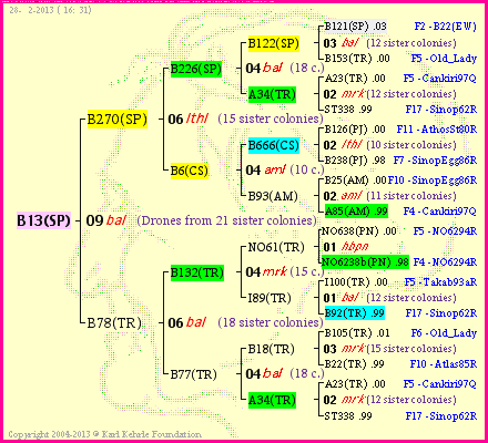 Pedigree of B13(SP) :
four generations presented