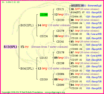 Pedigree of B13(SPL) :
four generations presented