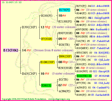 Pedigree of B13(THK) :
four generations presented