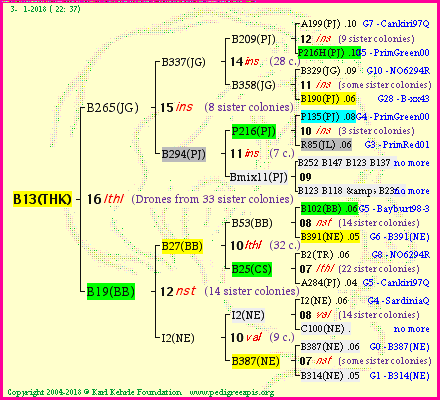 Pedigree of B13(THK) :
four generations presented