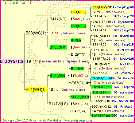 Pedigree of B13(WG)1dr :
four generations presented
it's temporarily unavailable, sorry!