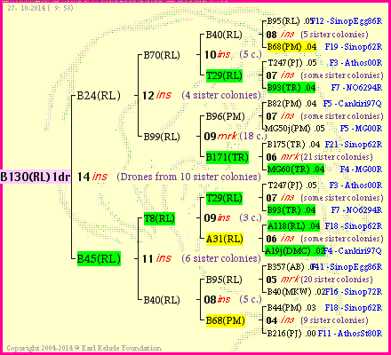 Pedigree of B130(RL)1dr :
four generations presented