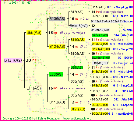 Pedigree of B131(AS) :
four generations presented
it's temporarily unavailable, sorry!