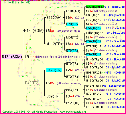 Pedigree of B131(BGM) :
four generations presented
it's temporarily unavailable, sorry!