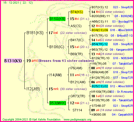 Pedigree of B131(KS) :
four generations presented
it's temporarily unavailable, sorry!