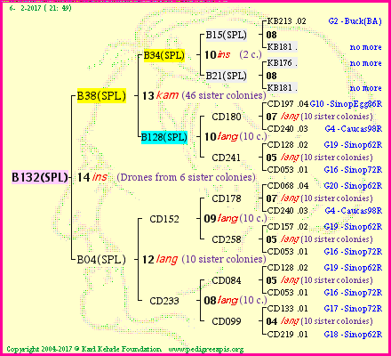 Pedigree of B132(SPL) :
four generations presented