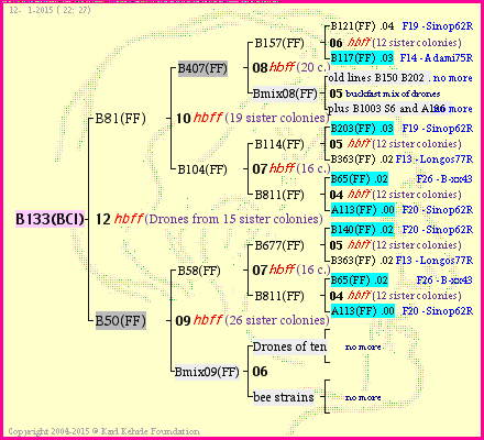 Pedigree of B133(BCI) :
four generations presented