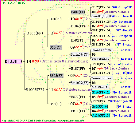 Pedigree of B133(FF) :
four generations presented