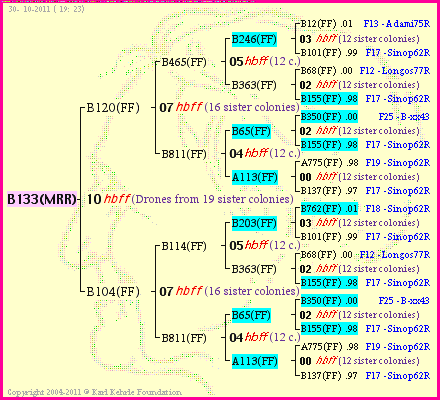 Pedigree of B133(MRR) :
four generations presented