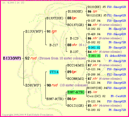 Pedigree of B133(WP) :
four generations presented