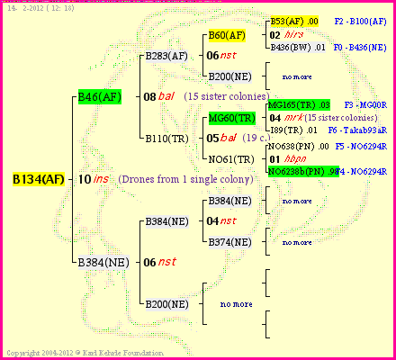 Pedigree of B134(AF) :
four generations presented