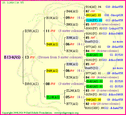 Pedigree of B134(AS) :
four generations presented