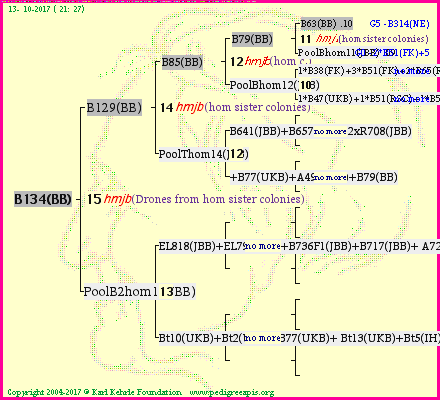 Pedigree of B134(BB) :
four generations presented