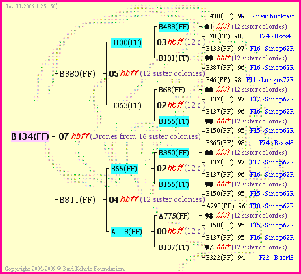 Pedigree of B134(FF) :
four generations presented