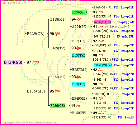 Pedigree of B134(GB) :
four generations presented<br />it's temporarily unavailable, sorry!