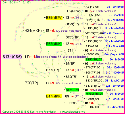 Pedigree of B134(GRA) :
four generations presented<br />it's temporarily unavailable, sorry!