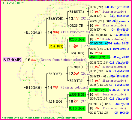 Pedigree of B134(ME) :
four generations presented<br />it's temporarily unavailable, sorry!