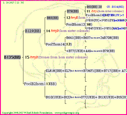 Pedigree of B135(BB) :
four generations presented