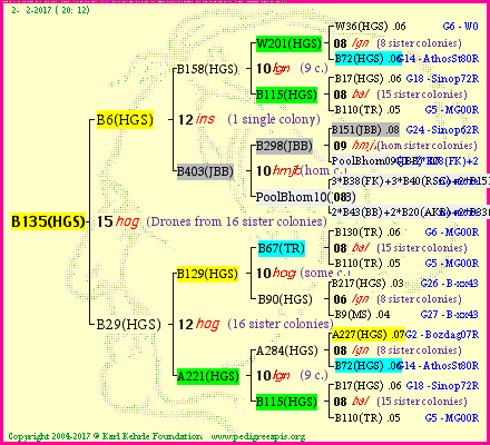 Pedigree of B135(HGS) :
four generations presented