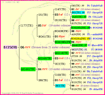 Pedigree of B135(TR) :
four generations presented<br />it's temporarily unavailable, sorry!