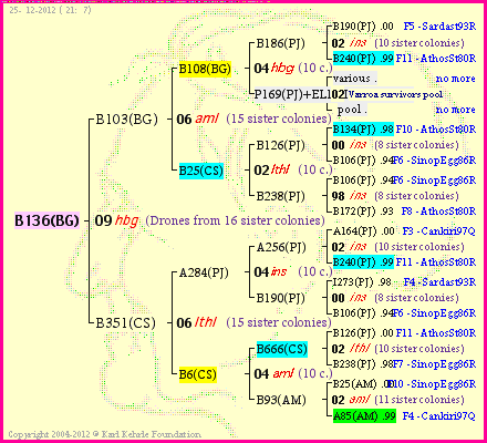 Pedigree of B136(BG) :
four generations presented