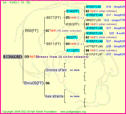 Pedigree of B136(GBE) :
four generations presented
it's temporarily unavailable, sorry!