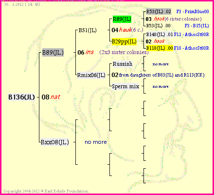 Pedigree of B136(JL) :
four generations presented