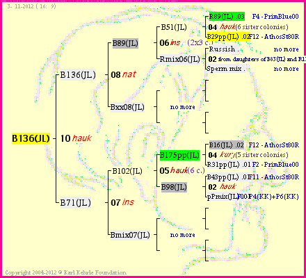 Pedigree of B136(JL) :
four generations presented