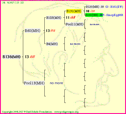 Pedigree of B136(MH) :
four generations presented