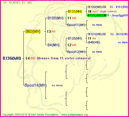 Pedigree of B136(MH) :
four generations presented<br />it's temporarily unavailable, sorry!