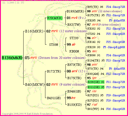 Pedigree of B136(MKR) :
four generations presented