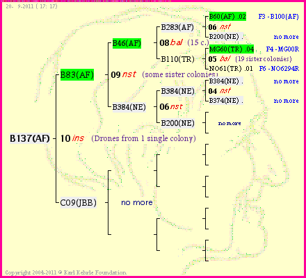 Pedigree of B137(AF) :
four generations presented