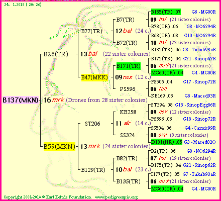 Pedigree of B137(MKN) :
four generations presented<br />it's temporarily unavailable, sorry!