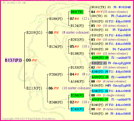 Pedigree of B137(PJ) :
four generations presented