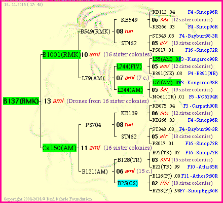 Pedigree of B137(RMK) :
four generations presented