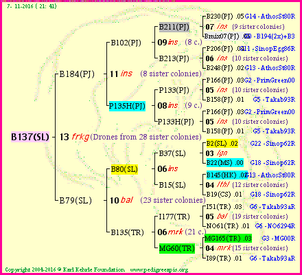 Pedigree of B137(SL) :
four generations presented