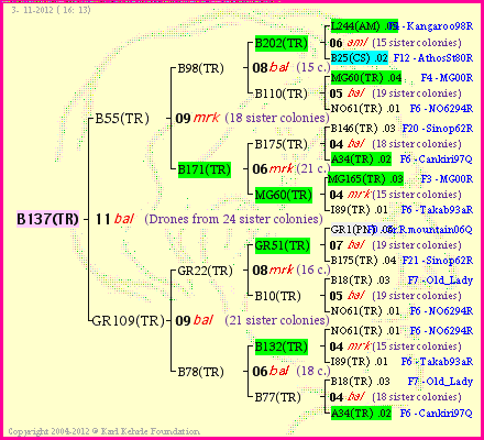 Pedigree of B137(TR) :
four generations presented