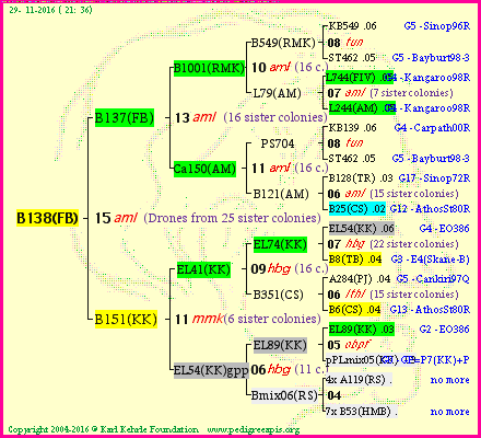 Pedigree of B138(FB) :
four generations presented