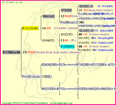 Pedigree of B138(GeB) :
four generations presented