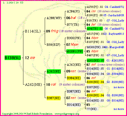 Pedigree of B138(SL) :
four generations presented