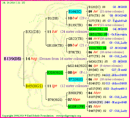 Pedigree of B139(DB) :
four generations presented