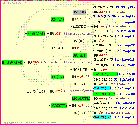 Pedigree of B139(MM) :
four generations presented