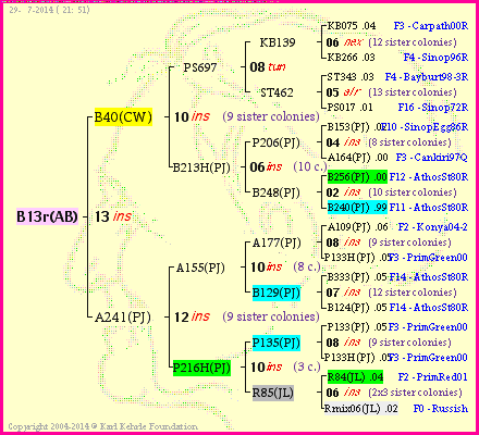 Pedigree of B13r(AB) :
four generations presented